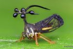 Bocydium Globulare